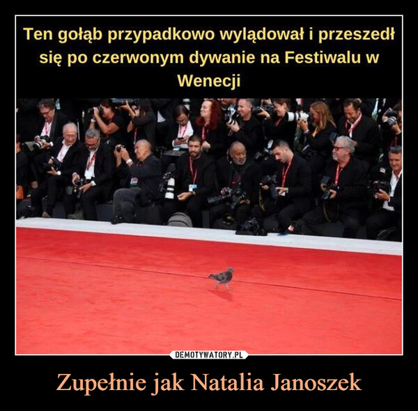 Zupełnie jak Natalia Janoszek –  Ten gołąb przypadkowo wylądował i przeszedłsię po czerwonym dywanie na Festiwalu wWenecji