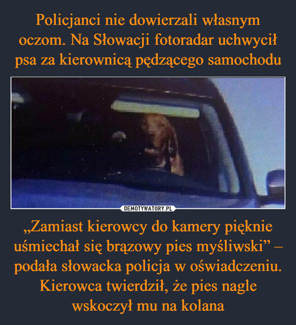 „Zamiast kierowcy do kamery pięknie uśmiechał się brązowy pies myśliwski” – podała słowacka policja w oświadczeniu. Kierowca twierdził, że pies nagle wskoczył mu na kolana –  
