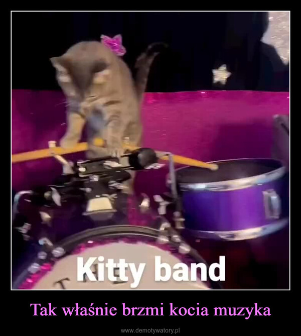 Tak właśnie brzmi kocia muzyka –  Kitty band