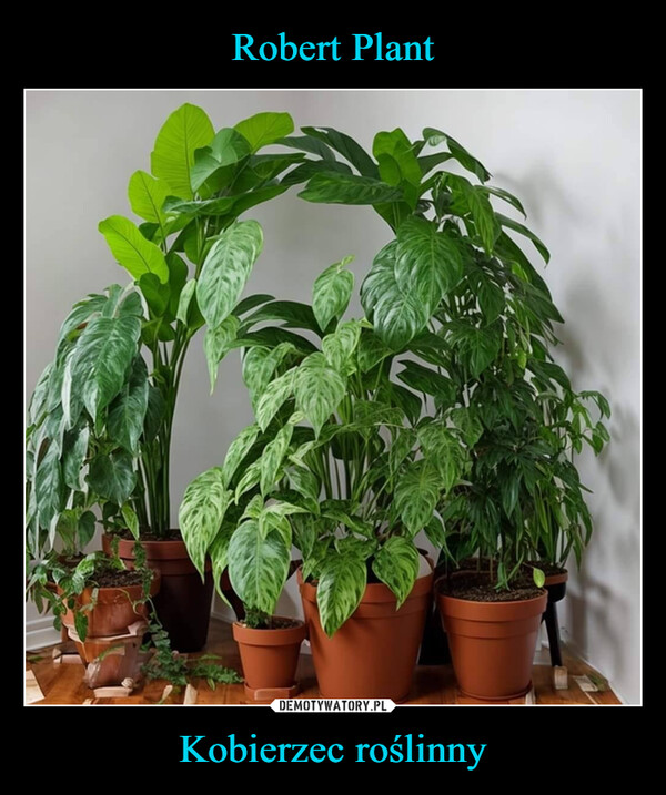 Robert Plant Kobierzec roślinny