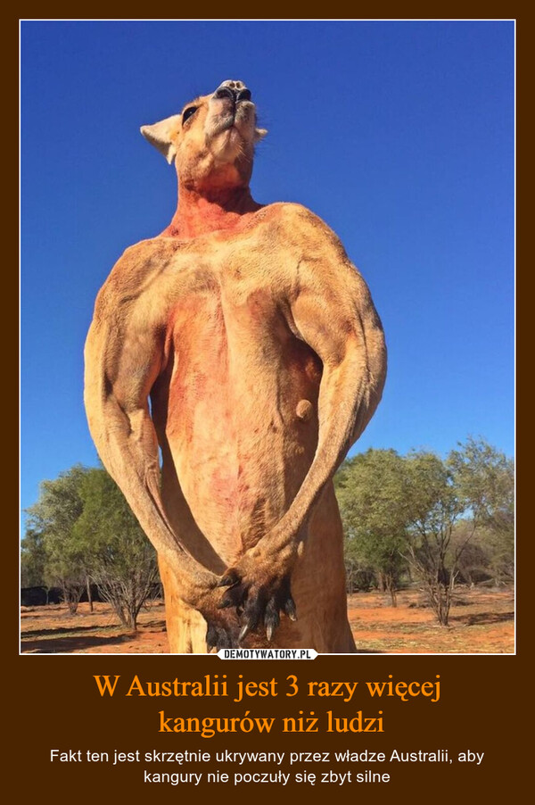 W Australii jest 3 razy więcej kangurów niż ludzi – Fakt ten jest skrzętnie ukrywany przez władze Australii, aby kangury nie poczuły się zbyt silne 