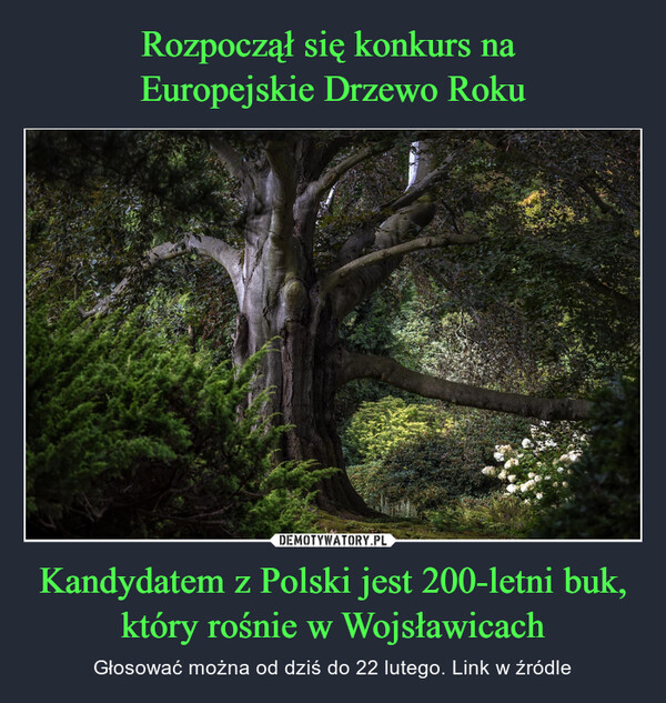 Kandydatem z Polski jest 200-letni buk, który rośnie w Wojsławicach – Głosować można od dziś do 22 lutego. Link w źródle 