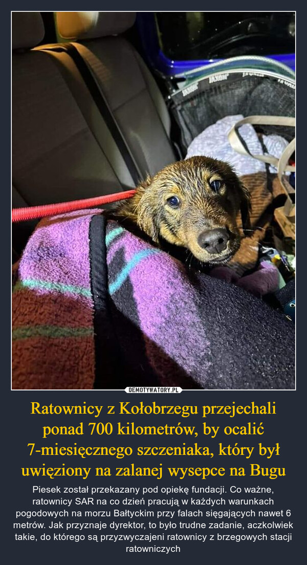 Ratownicy z Kołobrzegu przejechali ponad 700 kilometrów, by ocalić 7-miesięcznego szczeniaka, który był uwięziony na zalanej wysepce na Bugu