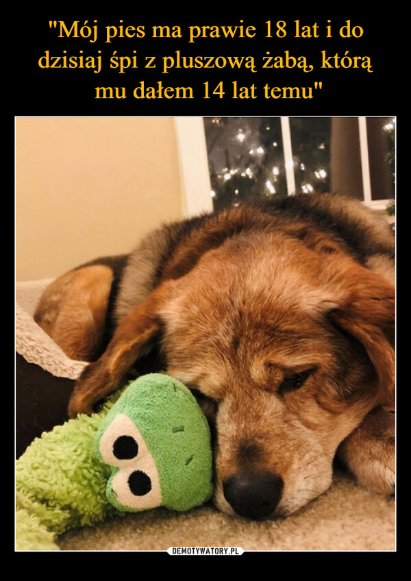 "Mój pies ma prawie 18 lat i do dzisiaj śpi z pluszową żabą, którą
 mu dałem 14 lat temu"