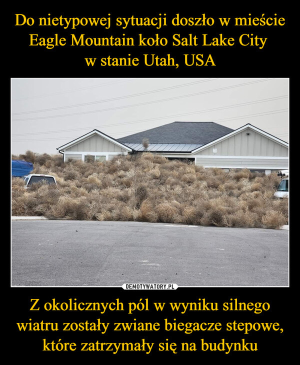 Do nietypowej sytuacji doszło w mieście Eagle Mountain koło Salt Lake City 
w stanie Utah, USA Z okolicznych pól w wyniku silnego wiatru zostały zwiane biegacze stepowe, które zatrzymały się na budynku