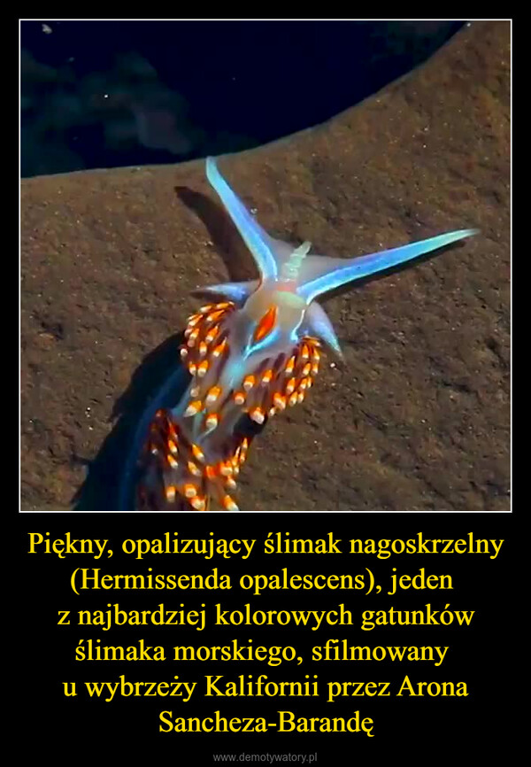 Piękny, opalizujący ślimak nagoskrzelny (Hermissenda opalescens), jeden z najbardziej kolorowych gatunków ślimaka morskiego, sfilmowany u wybrzeży Kalifornii przez Arona Sancheza-Barandę –  