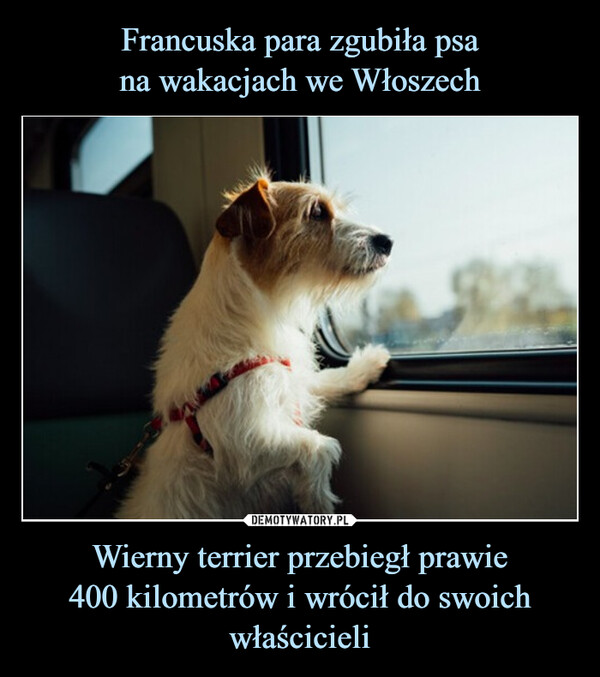 Wierny terrier przebiegł prawie400 kilometrów i wrócił do swoich właścicieli –  