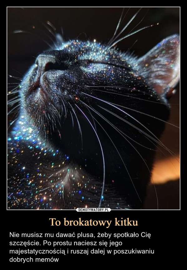 To brokatowy kitku – Nie musisz mu dawać plusa, żeby spotkało Cię szczęście. Po prostu naciesz się jego majestatycznością i ruszaj dalej w poszukiwaniu dobrych memów 