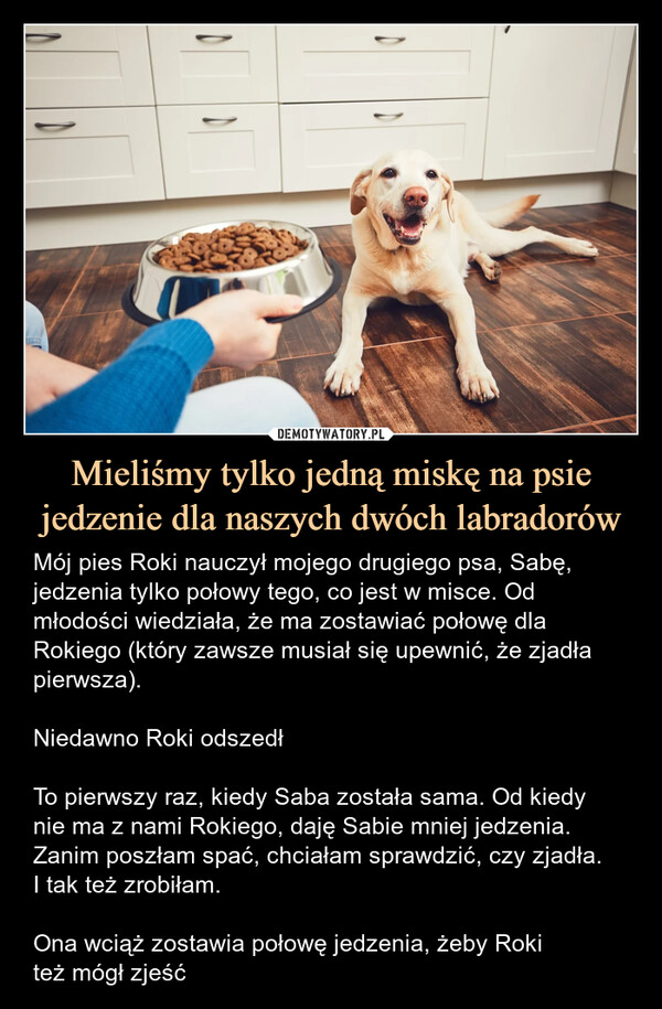Mieliśmy tylko jedną miskę na psie jedzenie dla naszych dwóch labradorów – Mój pies Roki nauczył mojego drugiego psa, Sabę, jedzenia tylko połowy tego, co jest w misce. Od młodości wiedziała, że ma zostawiać połowę dla Rokiego (który zawsze musiał się upewnić, że zjadła pierwsza).Niedawno Roki odszedłTo pierwszy raz, kiedy Saba została sama. Od kiedy nie ma z nami Rokiego, daję Sabie mniej jedzenia. Zanim poszłam spać, chciałam sprawdzić, czy zjadła.I tak też zrobiłam.Ona wciąż zostawia połowę jedzenia, żeby Rokiteż mógł zjeść Mój pies Roki nauczył mojego drugiego psa, Sabę, jedzenia tylko połowy tego, co jest w misce. Od młodości wiedziała, że ma zostawiać połowę dla Rokiego (który zawsze musiał się upewnić, że zjadła pierwsza). Niedawno Roki odszedł. To pierwszy raz, kiedy Saba została sama. Od kiedy nie ma z nami Rokiego, daję Sabie mniej jedzenia. Zanim poszłam spać, chciałam sprawdzić, czy zjadła. I tak też zrobiłam. Ona wciąż zostawia połowę jedzenia, żeby Roki też mógł zjeść