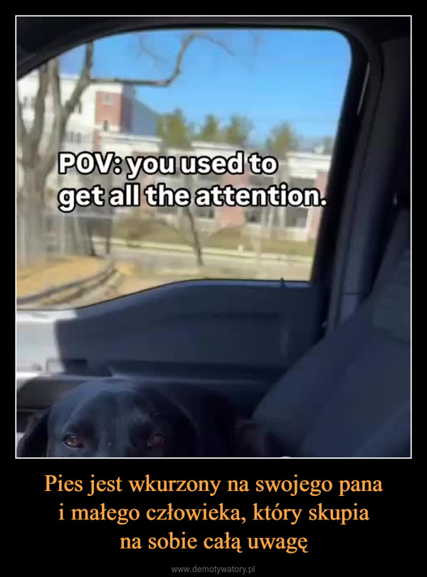 Pies jest wkurzony na swojego panai małego człowieka, który skupiana sobie całą uwagę –  POV: you used toget all the attention.