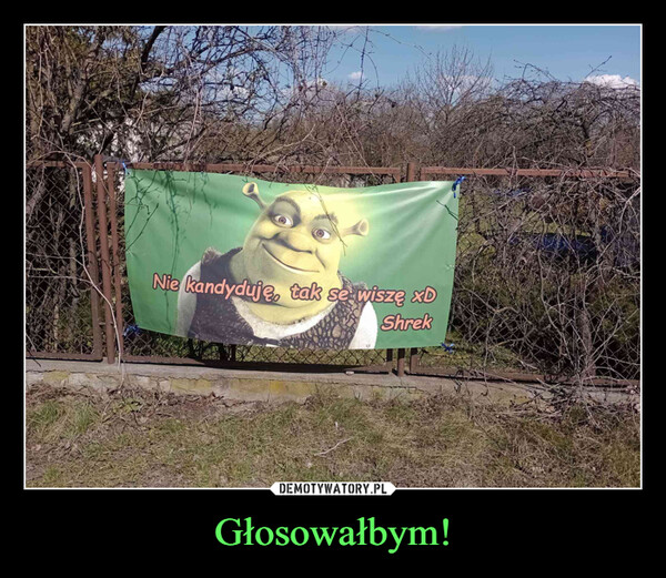 Głosowałbym! –  Nie kandyduję, tak se wiszę xDShrek
