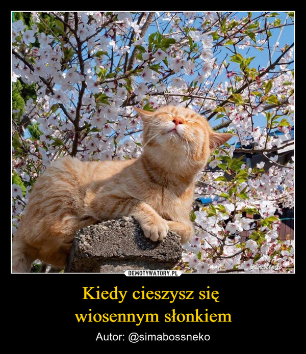 Kiedy cieszysz się wiosennym słonkiem – Autor: @simabossneko @simabossneko